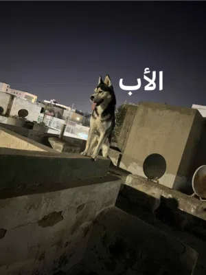 كلاب هاسكي