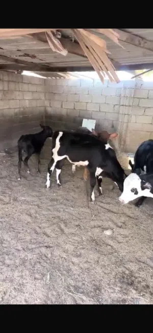 عجل ظفاري للبيع