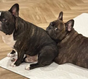 نتايه ودكر فرنش بلدوج برندل