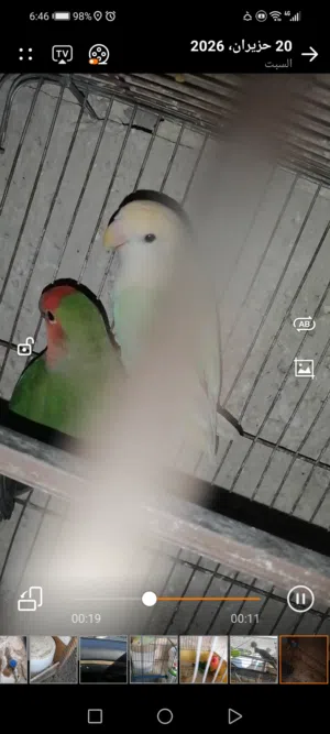 جوز روز سوبر جامبو