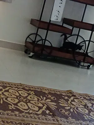 قطط لطيفة جدا للتبني