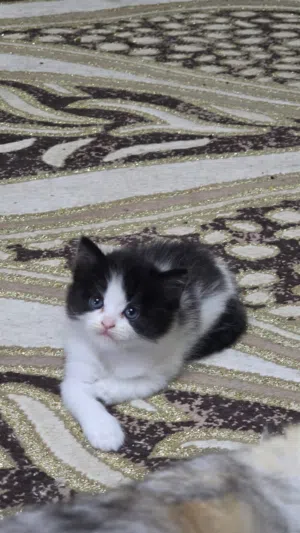 قطة انثى شيرازي