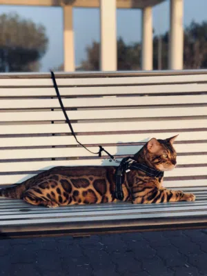 قطط بنغال بيور الوان بني تبارك الرحمان  Exotic pure bengals kittens