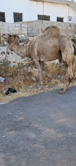 ‏جمال‏1
