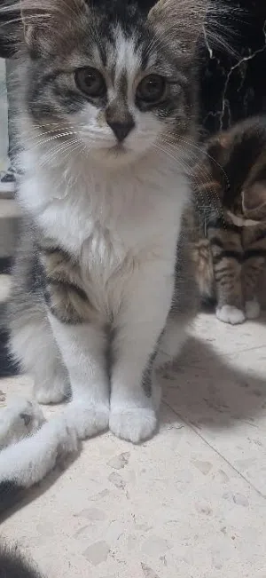 قطط بيتيه لتبني