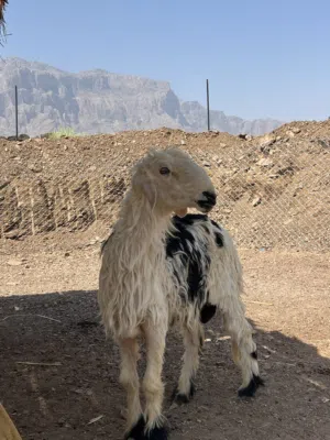 كبش نجدي عمر سنة