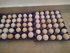 بيض بلدي بيتي طازج / organic daily fresh eggs