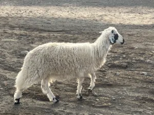 كبش عماني للبيع