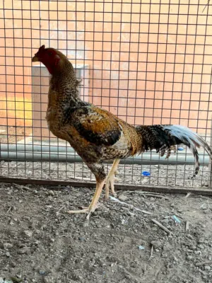 دجاج اكستاني سندي العدد 2 دياكه العمر سنه الحاله جيده