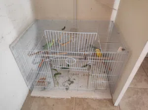birds with cage and 2 months of food
