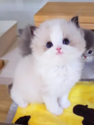 Ragdoll Kitten