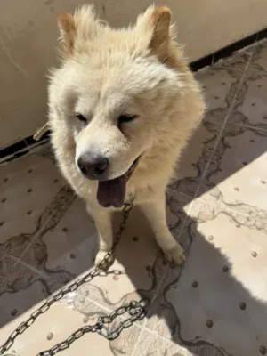 كلب تشاو تشاو للبيع