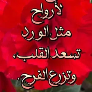 ابو المنذر  الندابي 