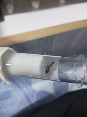 ملكة نمل النجار Camponotus للبيع