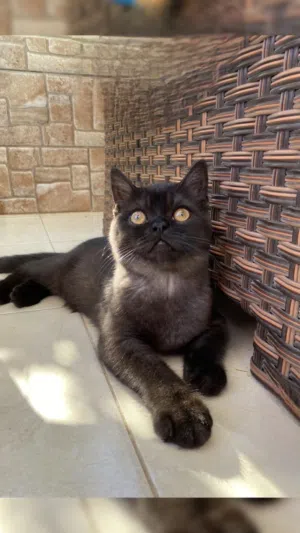 British Shorthair