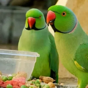 مطلوب افراخ درة