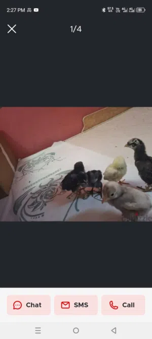 Pakistani fighter mix