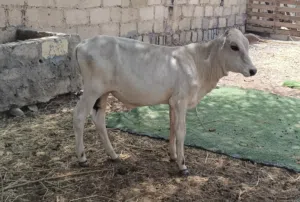 عجل للبيع ياكل وهادئ