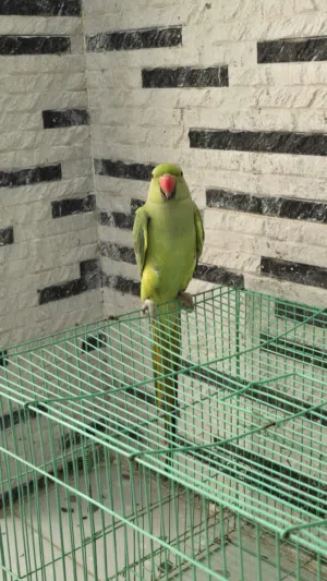 دره اليف للبيع