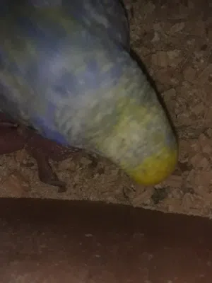 عصفير للبيع