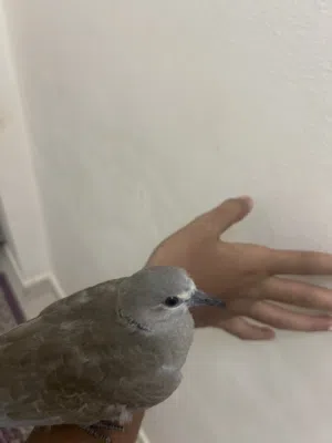للبيع حمام راعبي