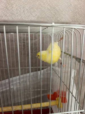 ذكر كناري صحه جيده