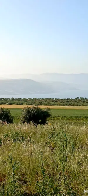 Farm Land for Sale in Irbid Umm Qais