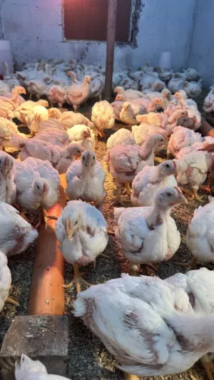 دجاج لاحم بيع جمله أوزان 1000-1300 دون ذبح يوجد توصيل