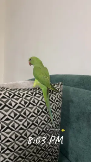 ببغاء دره هندي أليف للبيع وبصحه ممتازه جدا