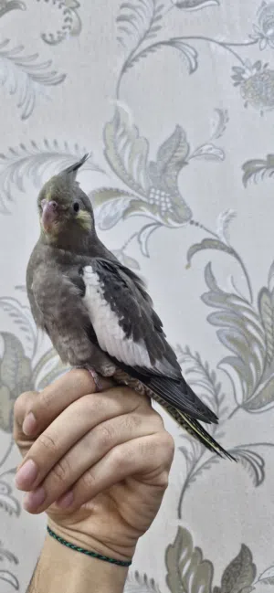 للبيع فرخ كوكتيل