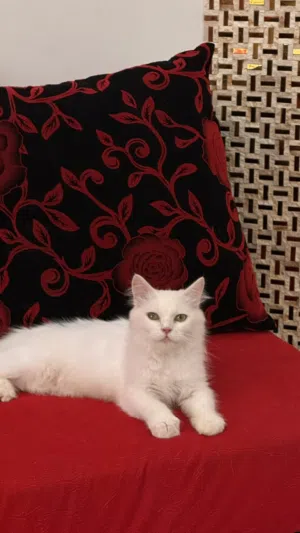 قطط بيضاء للبيع -شيرازي