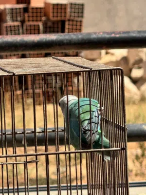 كوبيه بركديلو