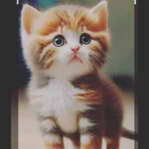 Mohsen Khan 