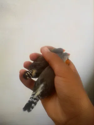 كوبية زيبرا غليظ قريب دحيه