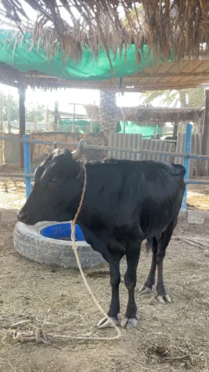 للبيع عجل نمساوي