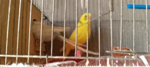 طيور حب للبيع