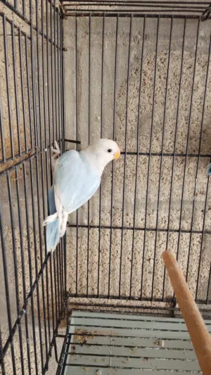 طير روز اي بركديلو للبيع بسم الله ما شاء الله
