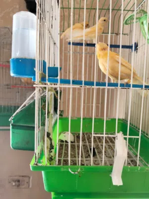 مطلوب طيور كنار