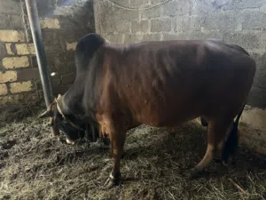 ثور عماني مطعوم للبيع ما شاء الله جاهز للعيد