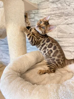 Bengal kittens