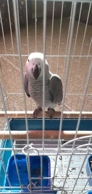 ببغاء ماشاءالله