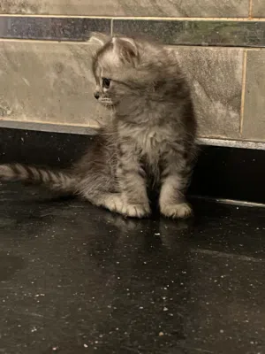 قط شيرازي ذكر
