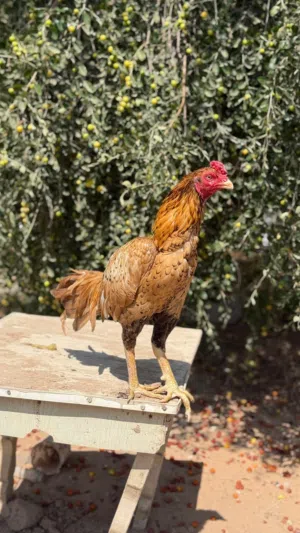 للبيع طير نسل