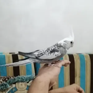 love birds
