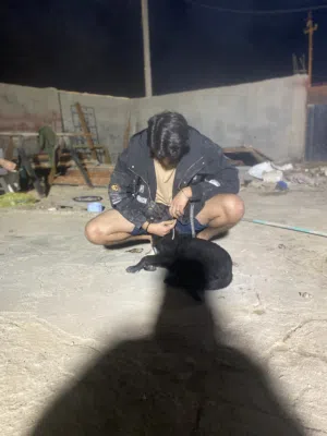 جيرمن بلاك عمر 3اشهر مراوس ب بيتبول او بيع