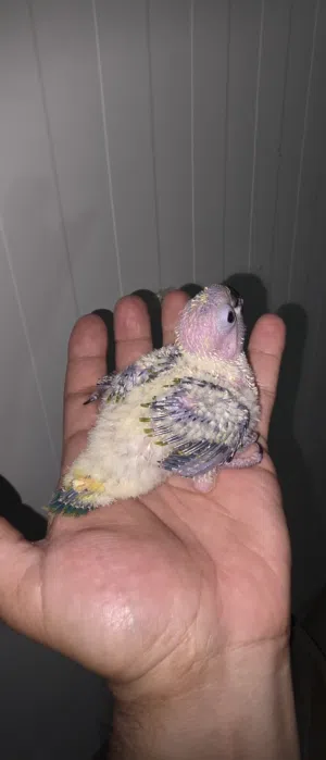 صن كنيور انتاج محلي يتقبل الغر baby sun conure hand feeding