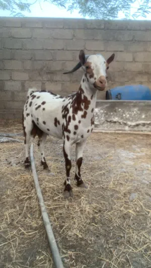 صخل متيل بالاحمر لونين فقط اصمع العمر سنه ونص تقريبا المطلوب 200