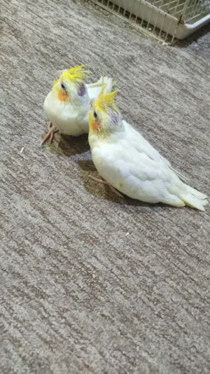 افراخ كوكتيل تبزيري