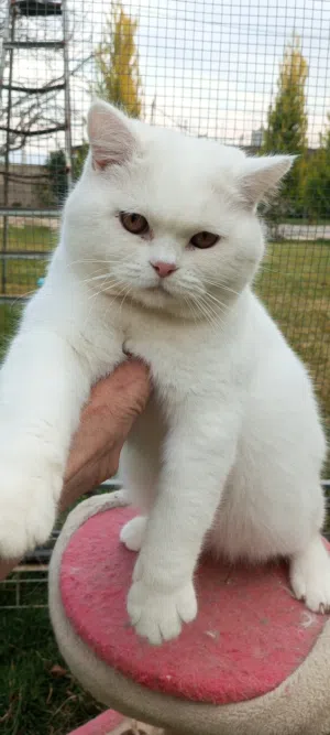 قطط مميزه للبيع