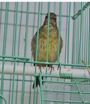 Birds1
